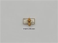 藏品(夜蛾科)的圖片